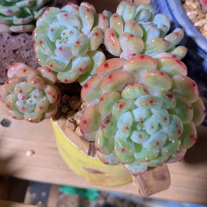 不带盆