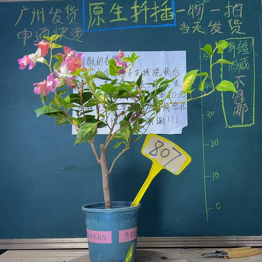 当前无花栽培后可以开花金心橙白807
