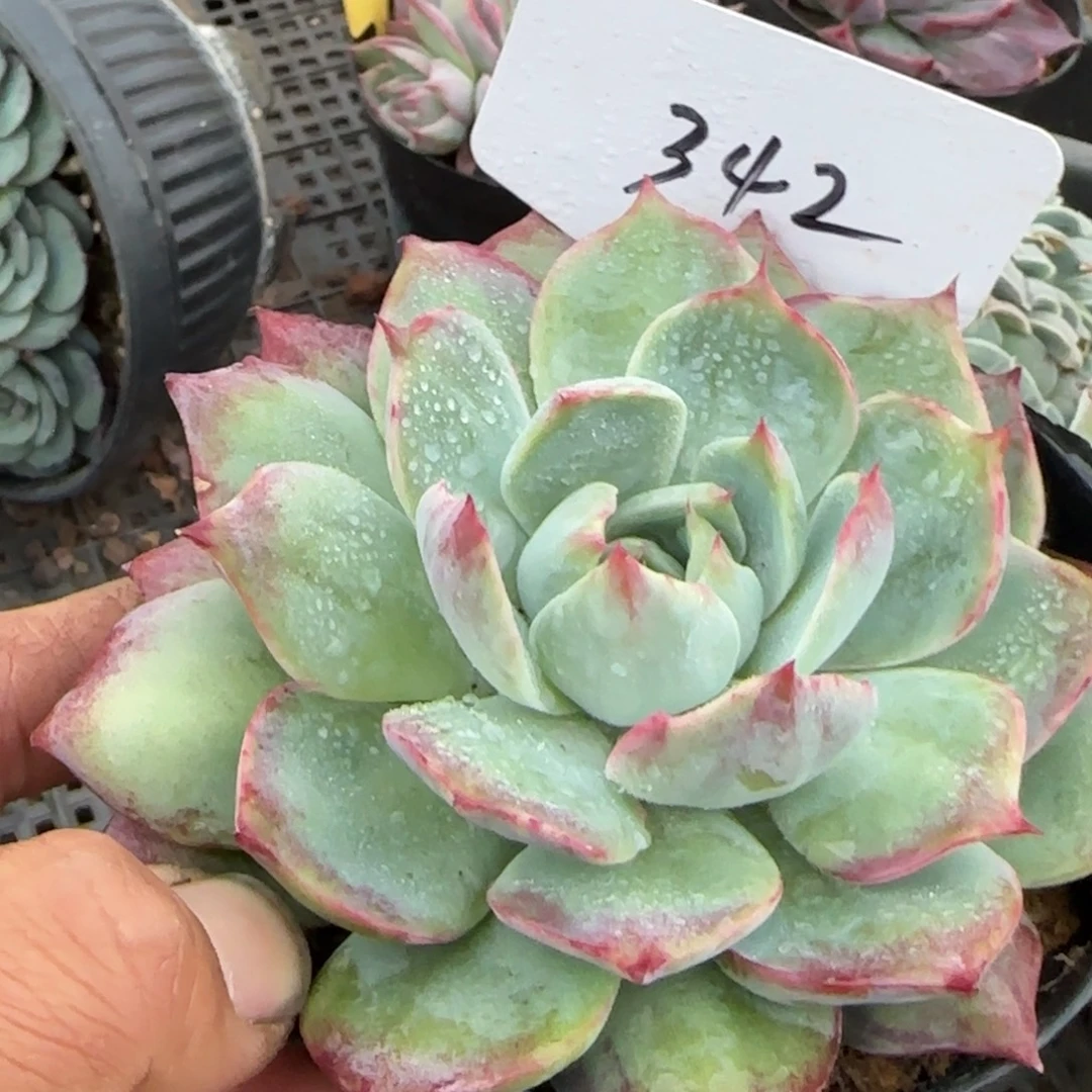 惊鸿一物一拍包装收缩花旱342