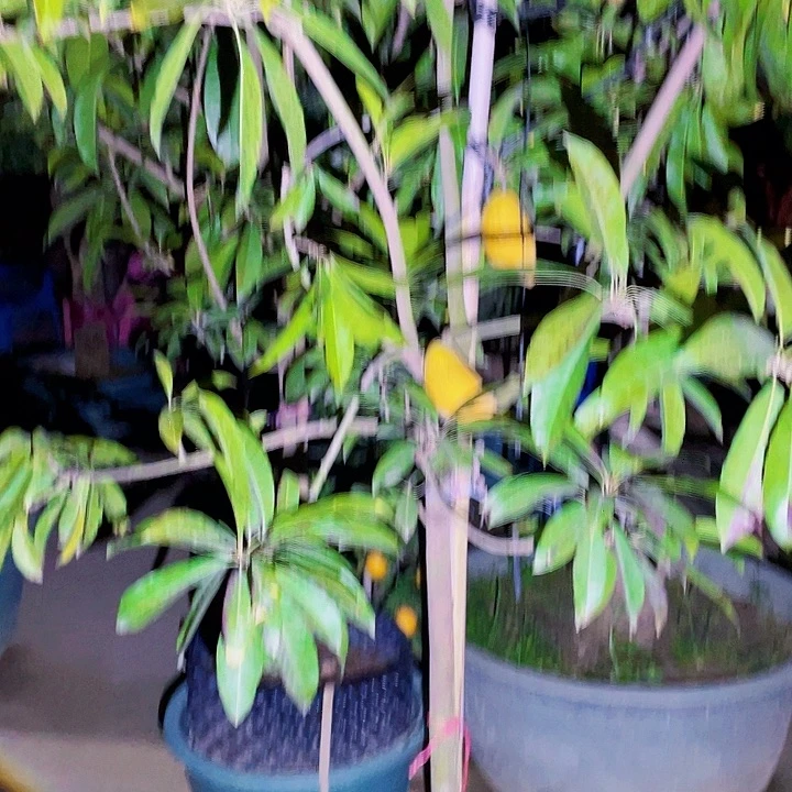 用***6完全开放果树88888