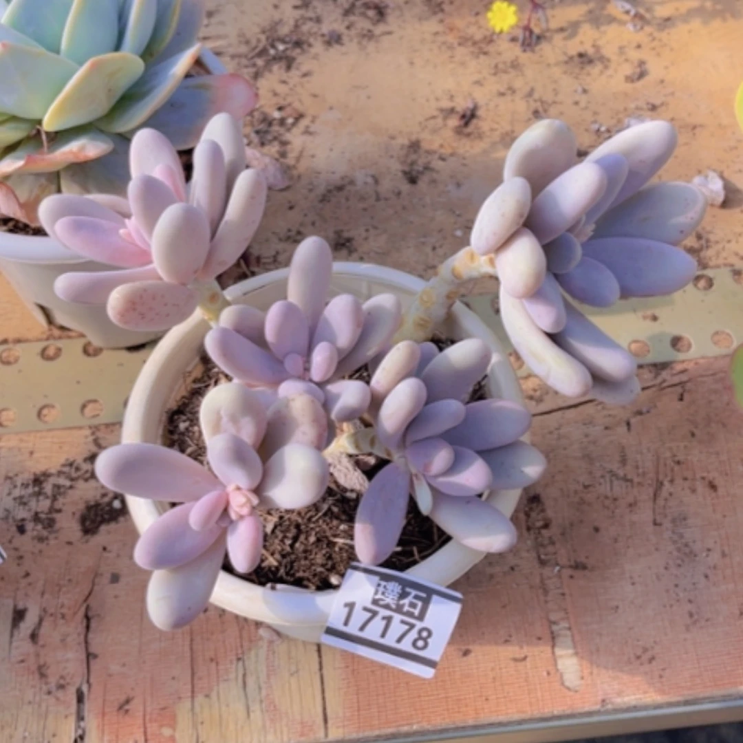 【闪购商品】鸡蛋奶17178