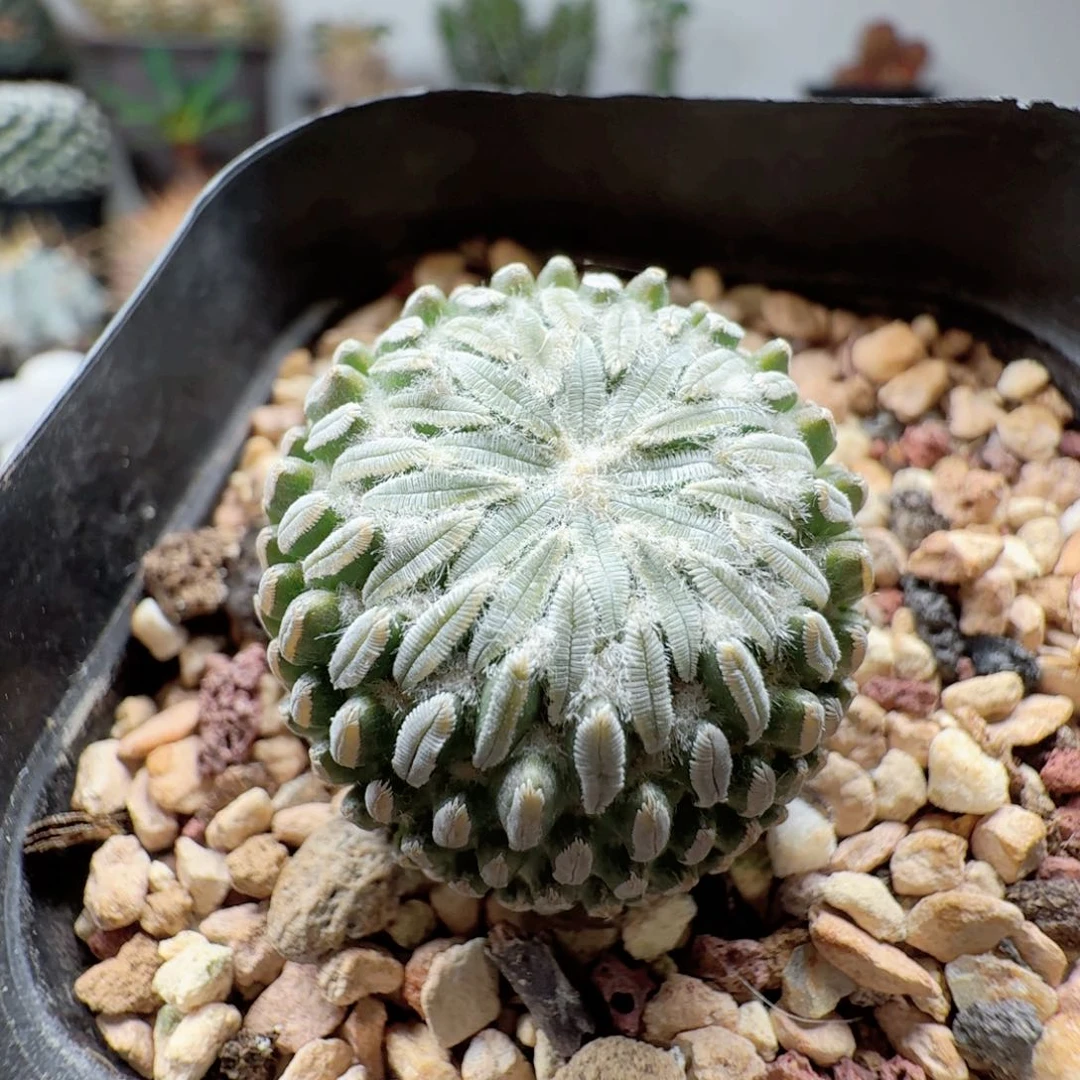 精巧丸自根晨夕花坊