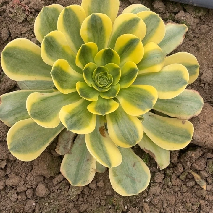 多肉加州香炉盘锦法师