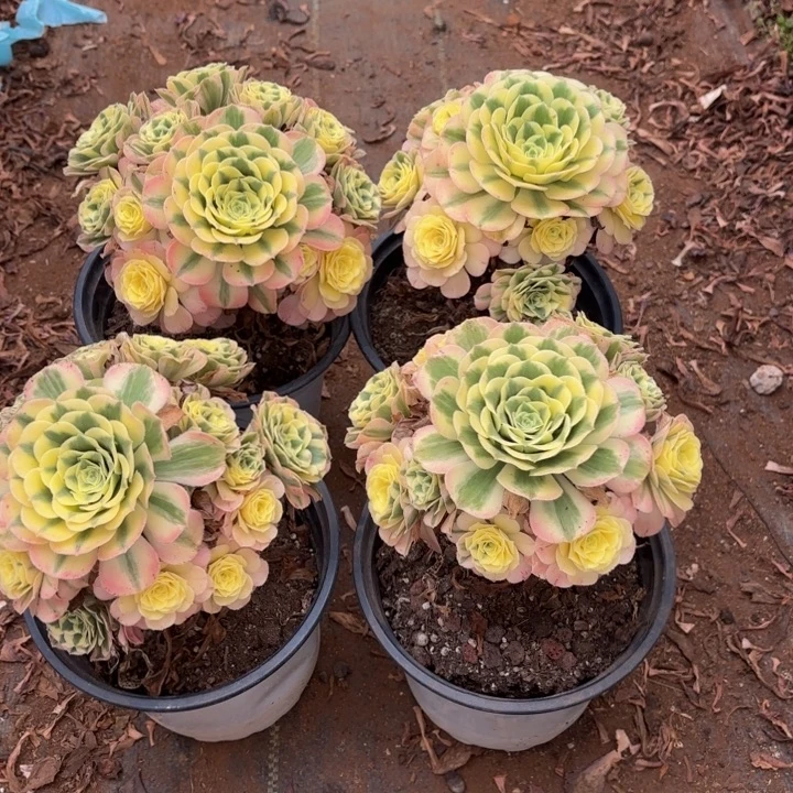 云南迈巴赫好看量拍一个带盆土