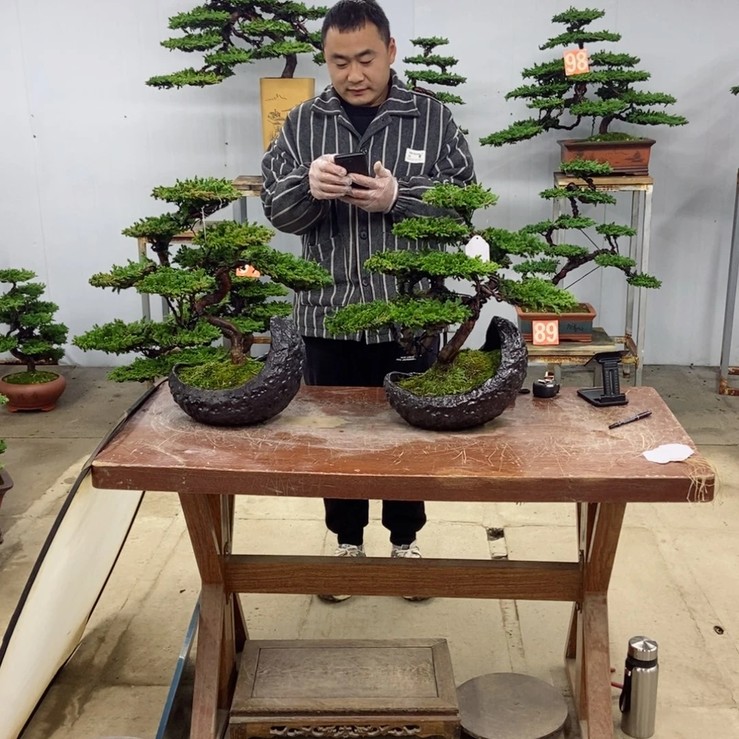 无花朵珍珠柏盆景