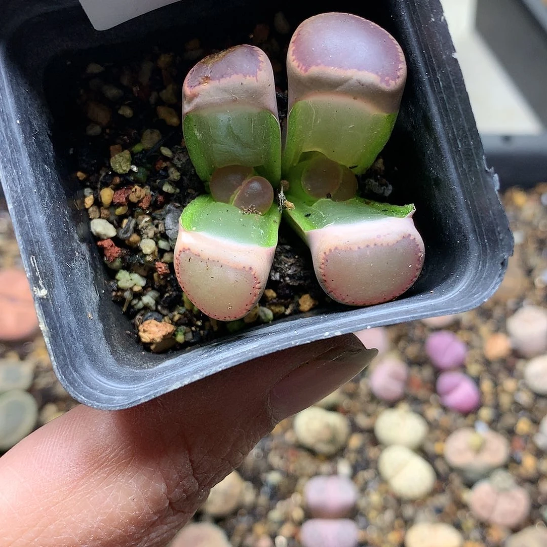 瓶**鱼K258多肉植物保护