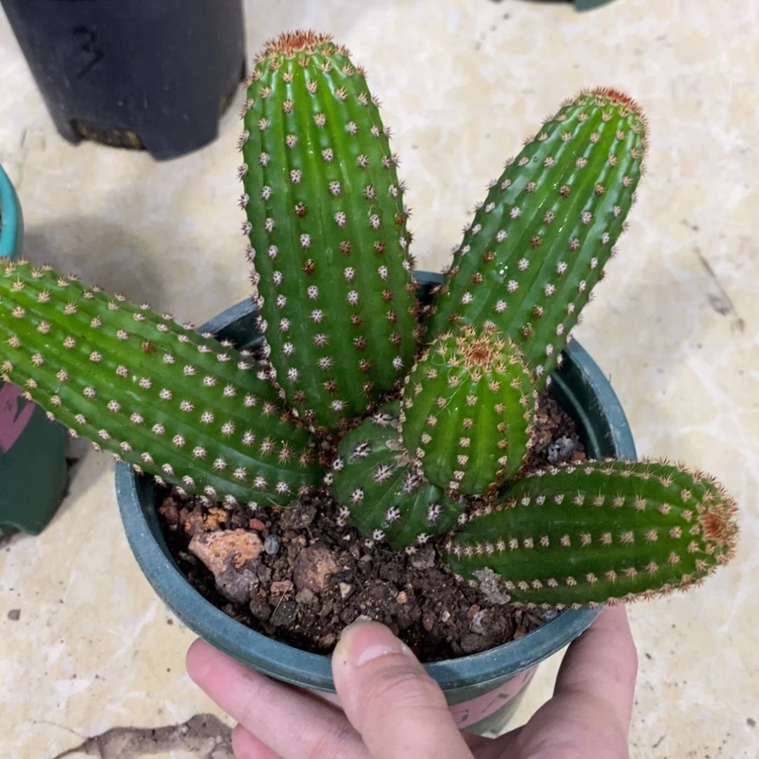 进口金妞金1群生一物一拍9