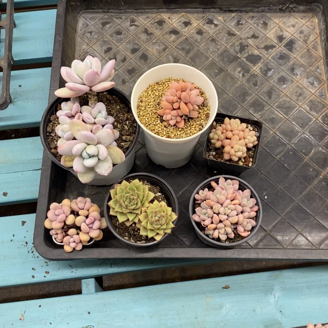 岩*补差价旺财多肉植物