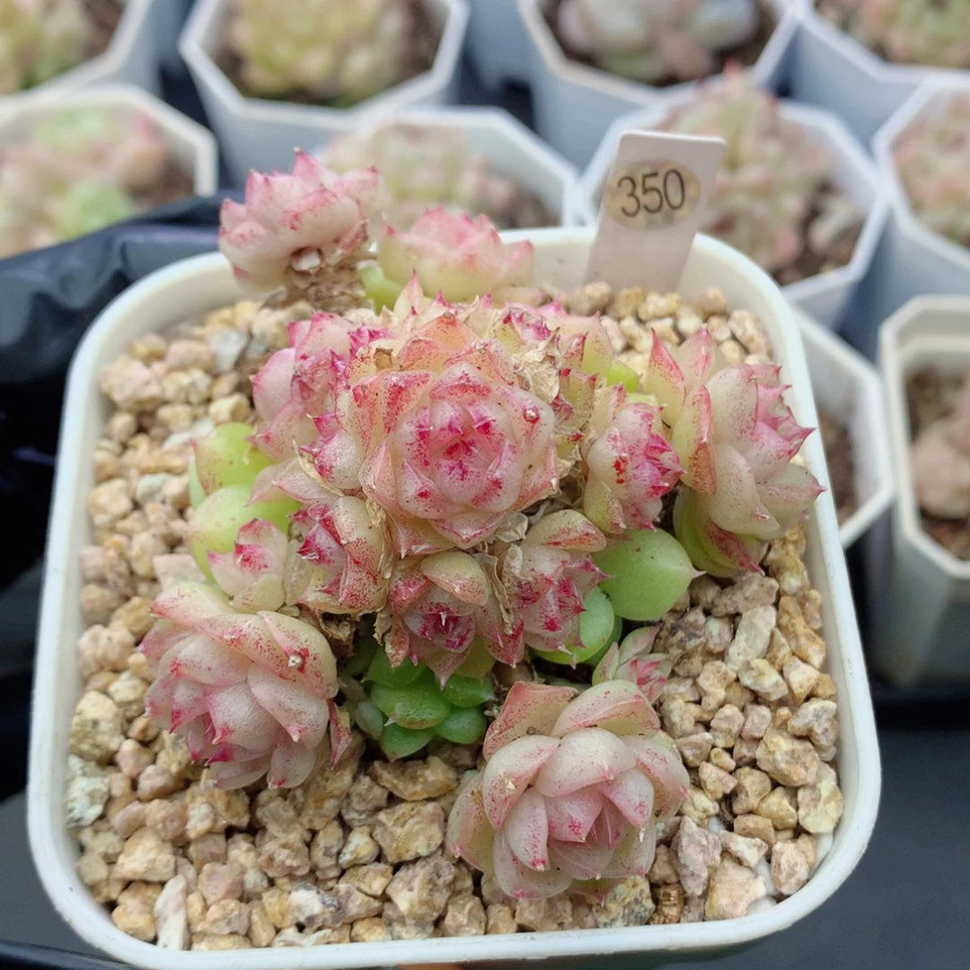 麦秆58包邮  群生不包整350