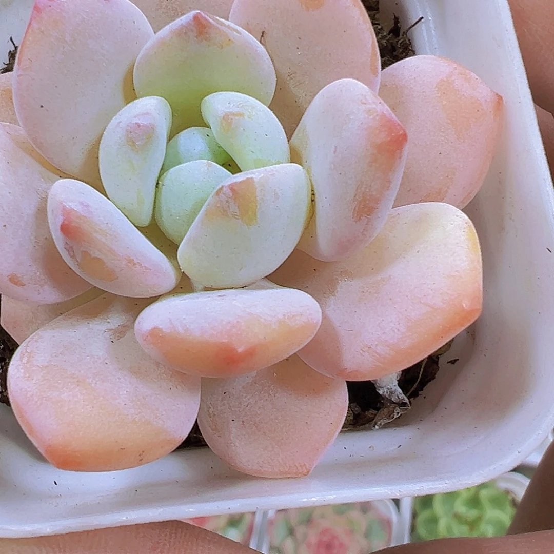 果冻冷香发样品19包邮