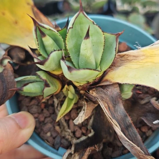 有***称白狐诺娃龙舌兰顶芽