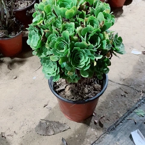 绿杨蓉多肉植物法师55号