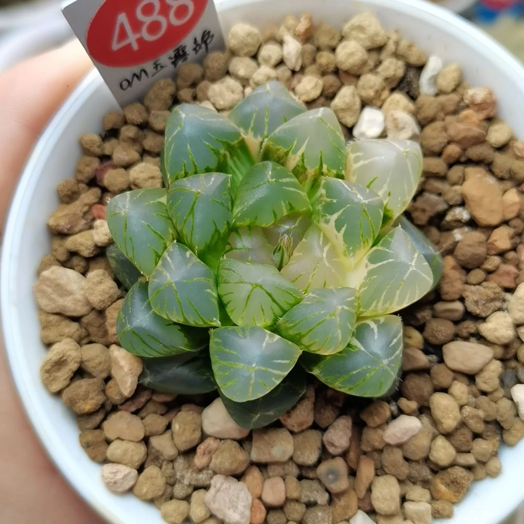 488号OM玉露锦一物一拍带盆土发货