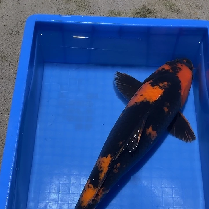 海水鱼赤目芒果绯写