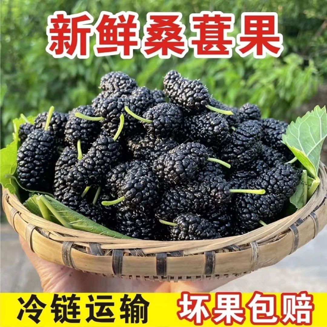 陕西农家老树桑葚自然成熟孕妇水果可泡酒桑果2斤4斤装新鲜