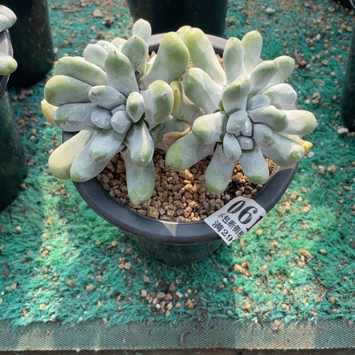 61号拇指多肉植物
