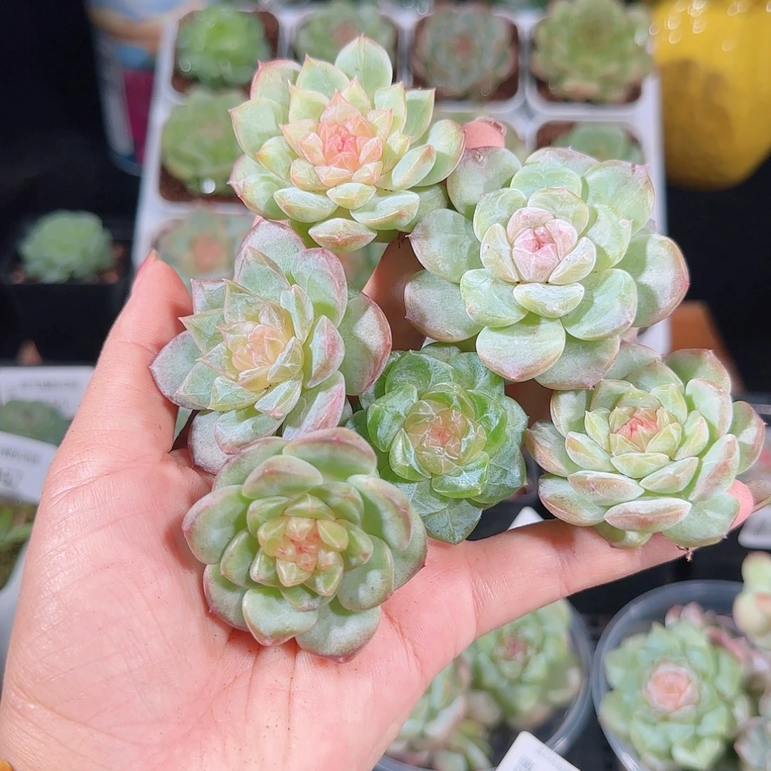 0929---164一物一拍