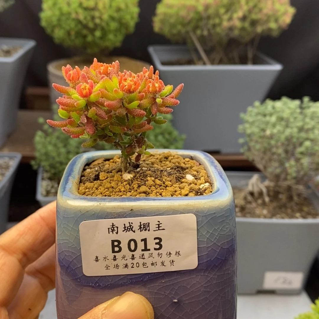 013红麒麟枝干番杏