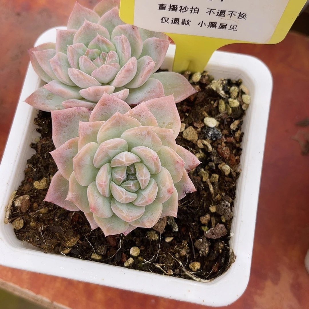 妤*164草莓沙冰双头冠幅7-8