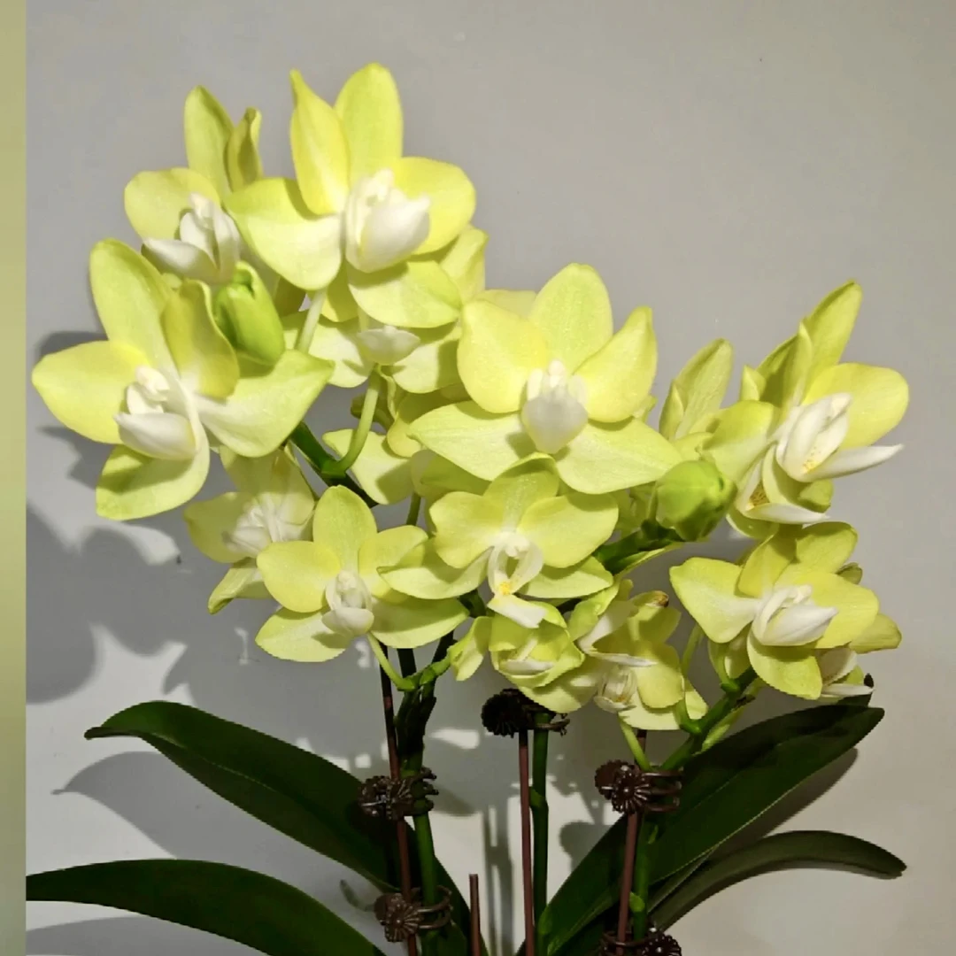 植趣花卉【芭比娃娃】欧品蜡质3.0加高成熟苗 带侧芽