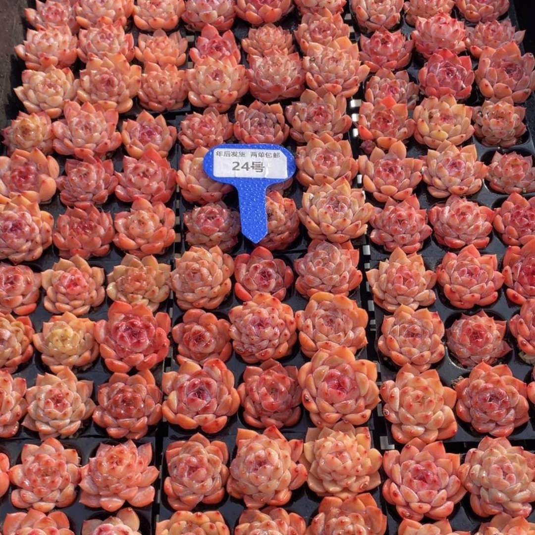 24号精品开播福利全状态草莓果酱九个