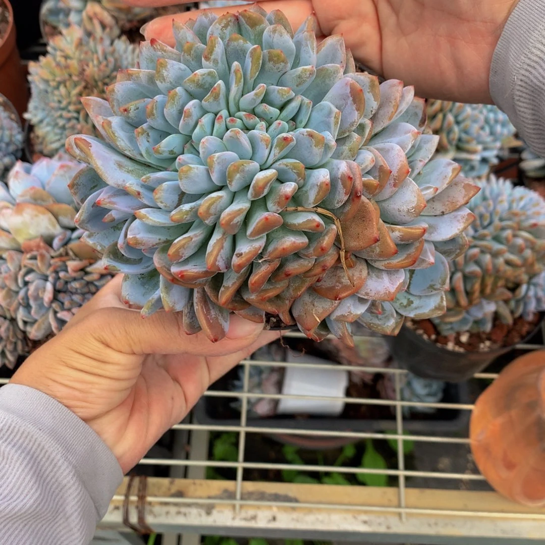 91758叶插缀嗯嗯嗯嗯嗯好