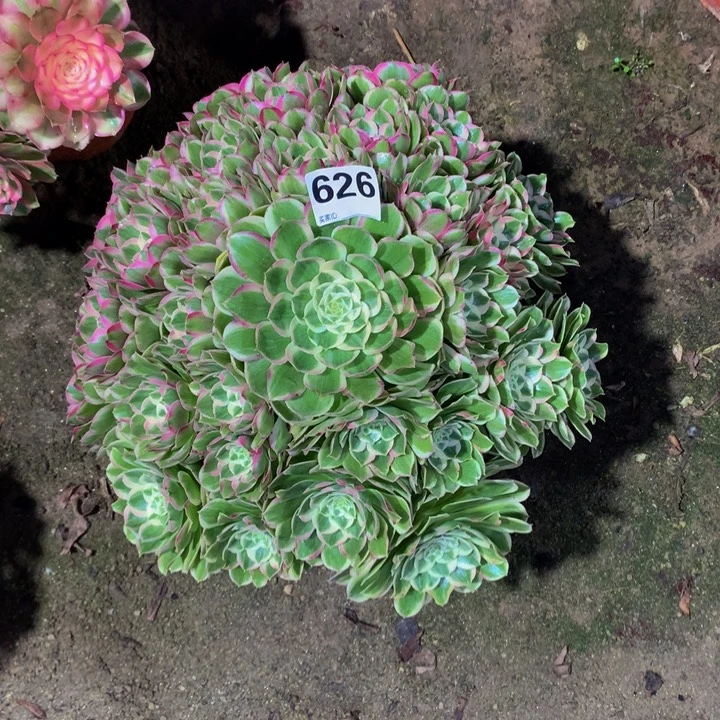 裸***行无花朵孔雀626000000000