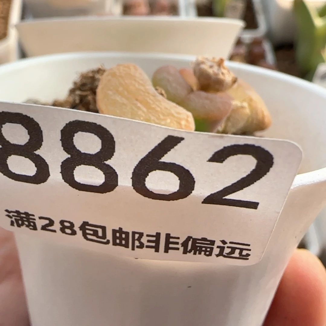 【闪购商品】菁*8862