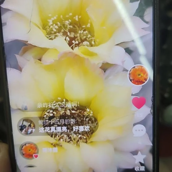 新品丽花黑喉侧芽