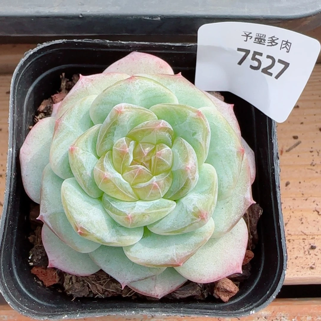 孤品，7527多肉植物