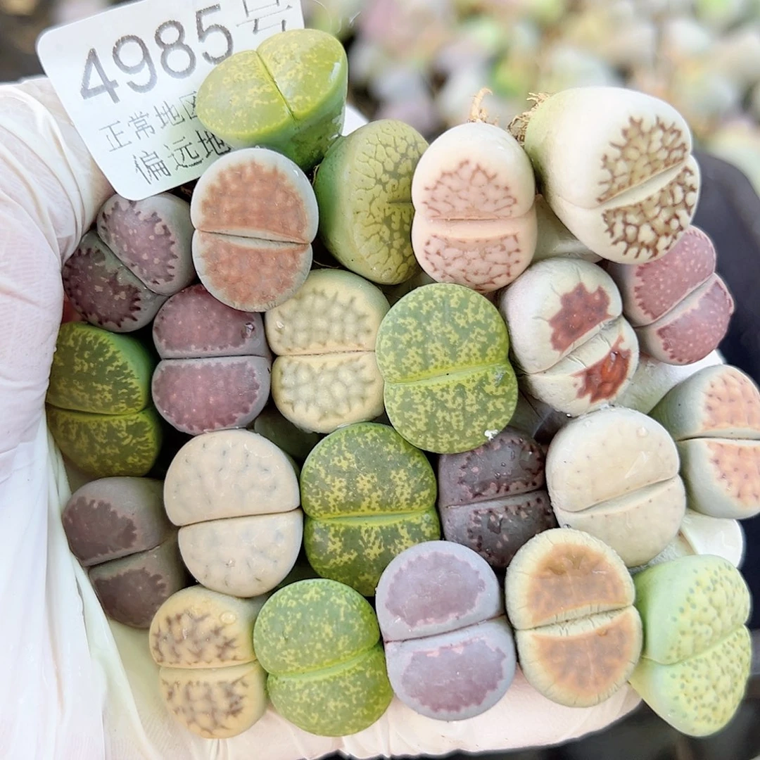 4985 好养易活生石花大母本23个1.5cm左右清框福利