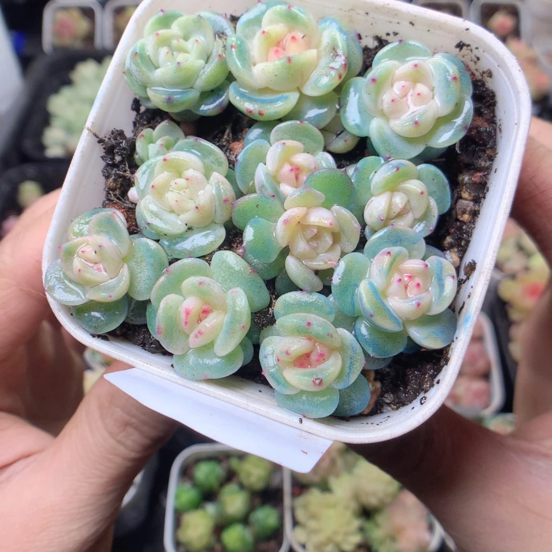 无花朵Q14。甜心yyyyyy