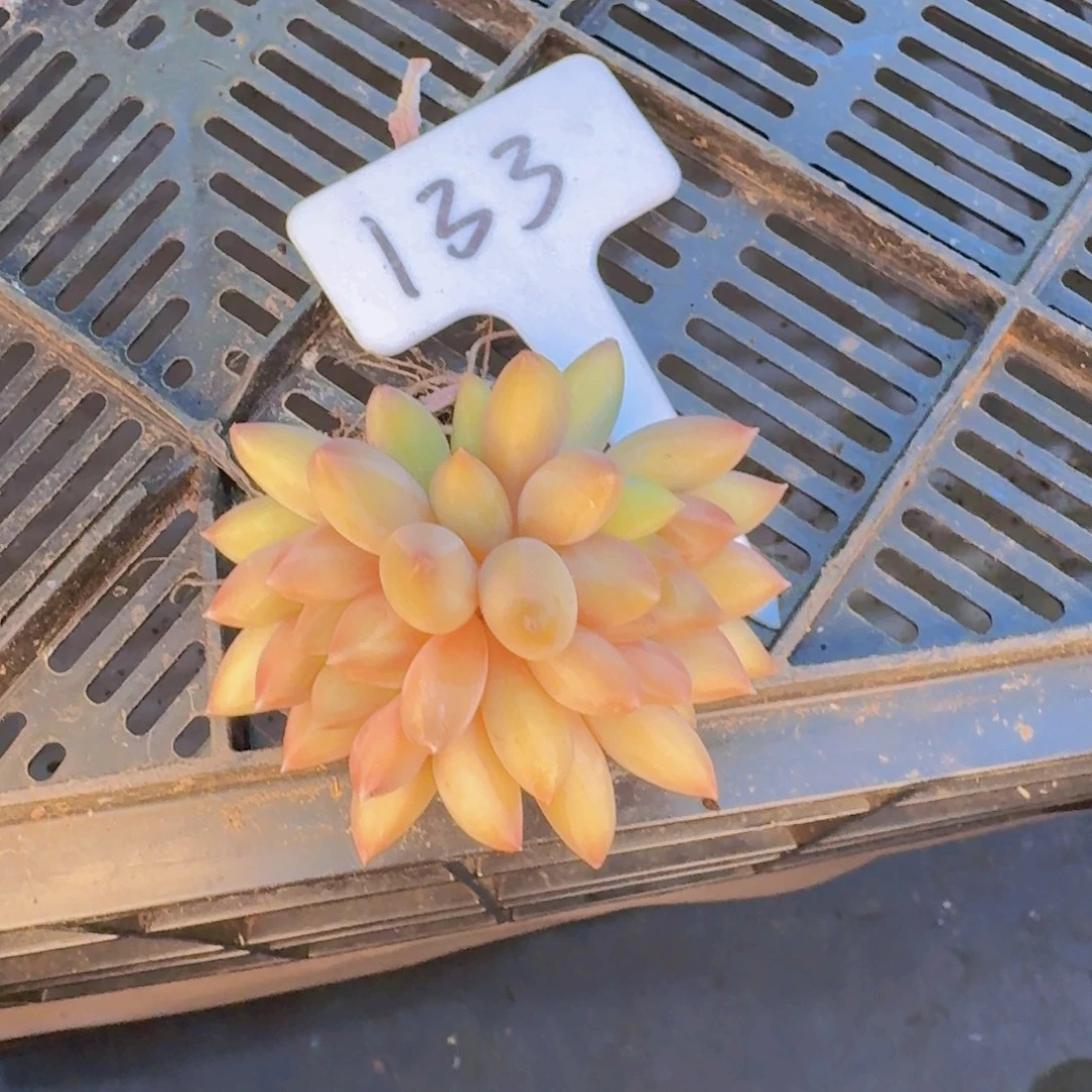 多肉植物的生长发育