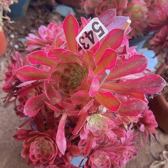 人***海多肉植物一个法师
