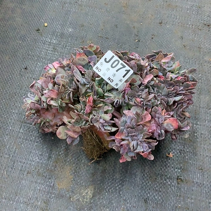 达芙妮缀化 璐璐多肉