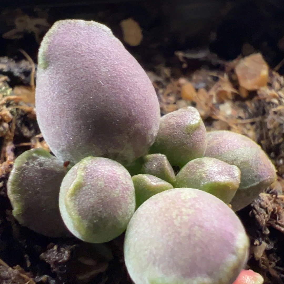 变异达摩海豹多肉植物水泡