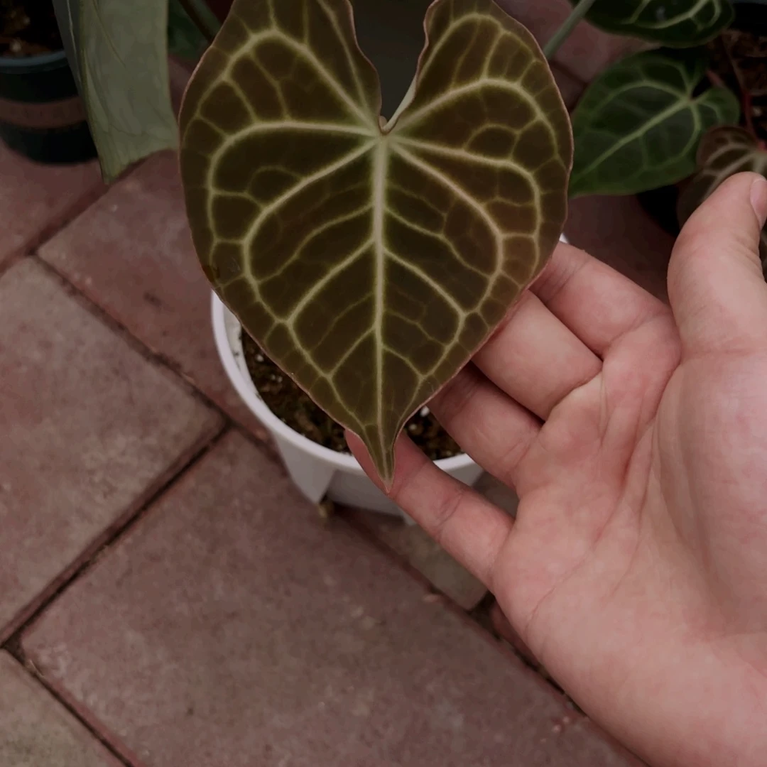 无花朵印尼克莱恩
