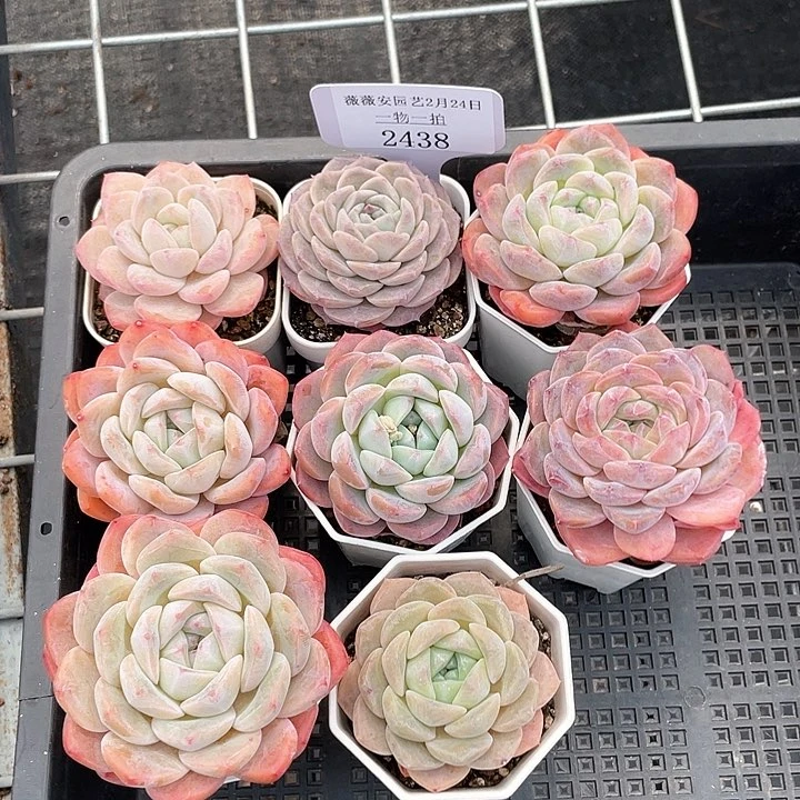 薇薇安园艺多肉2438