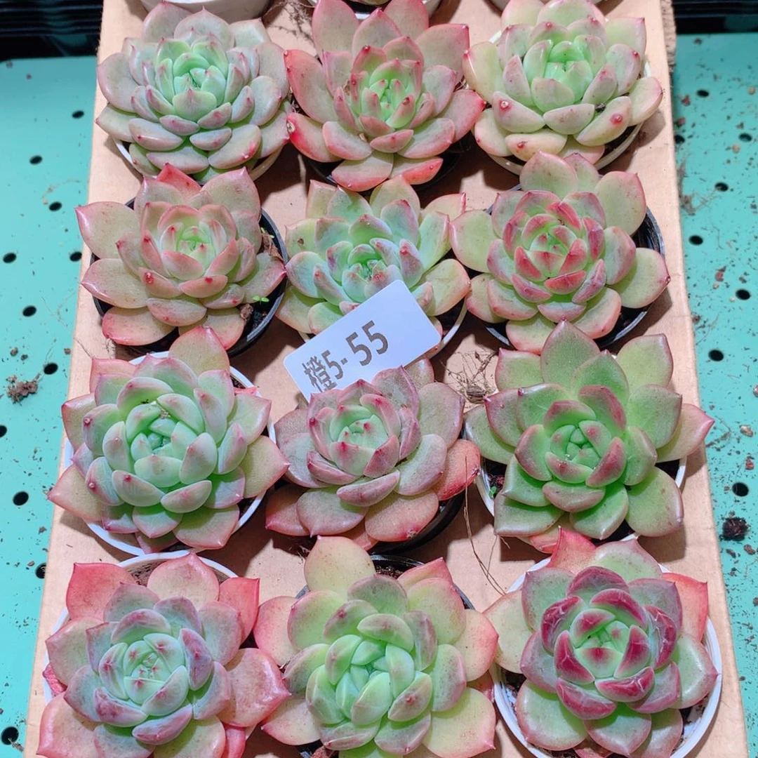 5-55一物一拍多肉带盆18颗
