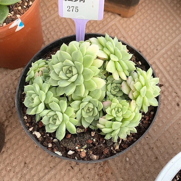 x275-直播福利 手捧