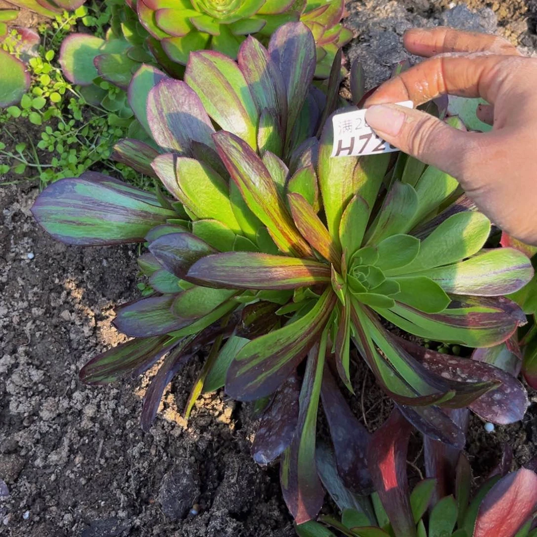 726多肉植物一物一拍