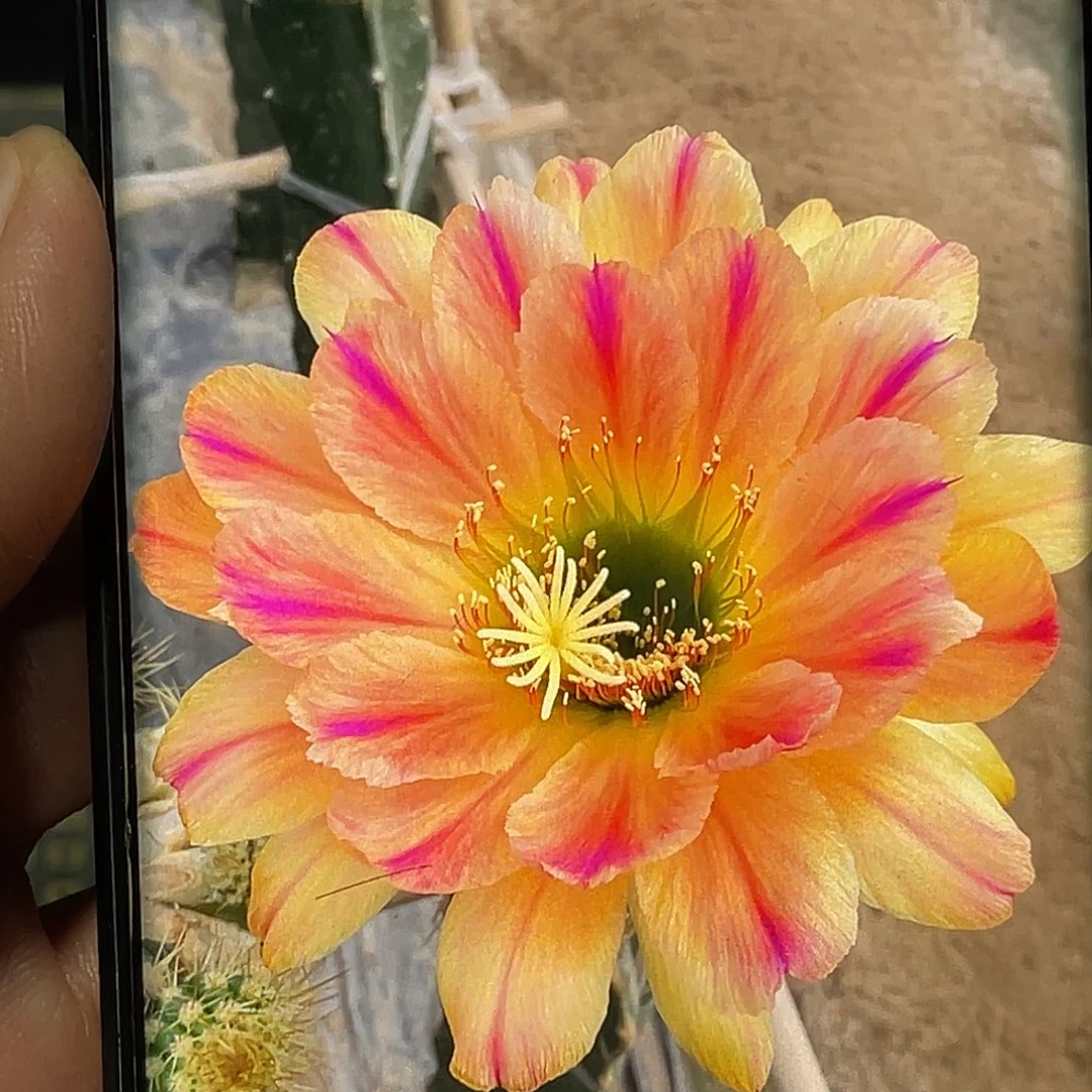 毛 粉条纹侧芽 歪 满20包邮6公分
