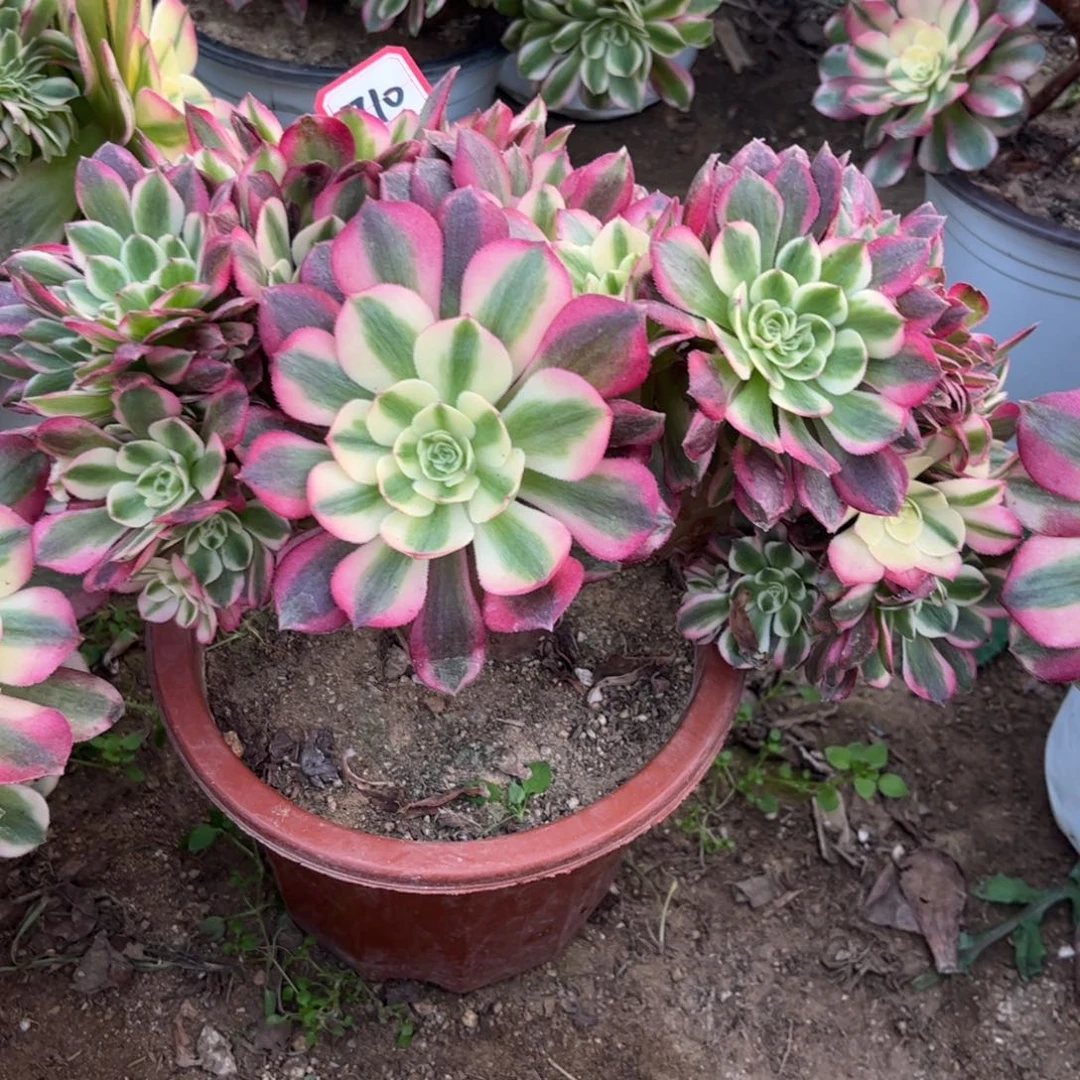 710多肉植物粉荔枝朵朵缀化