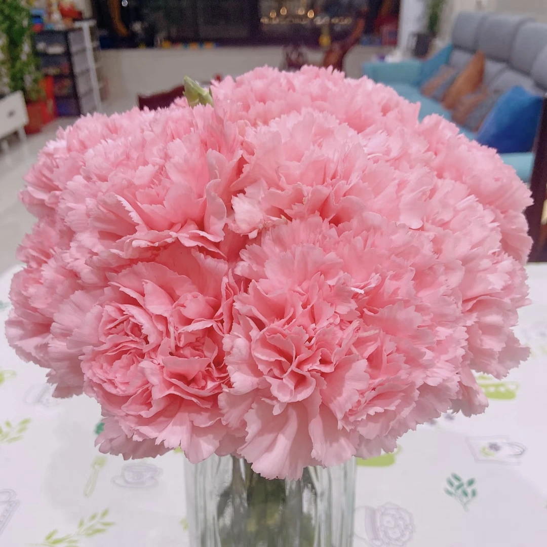 【康乃馨粉色】东北直发水生鲜切花清新淡雅浪漫包邮漂亮好看