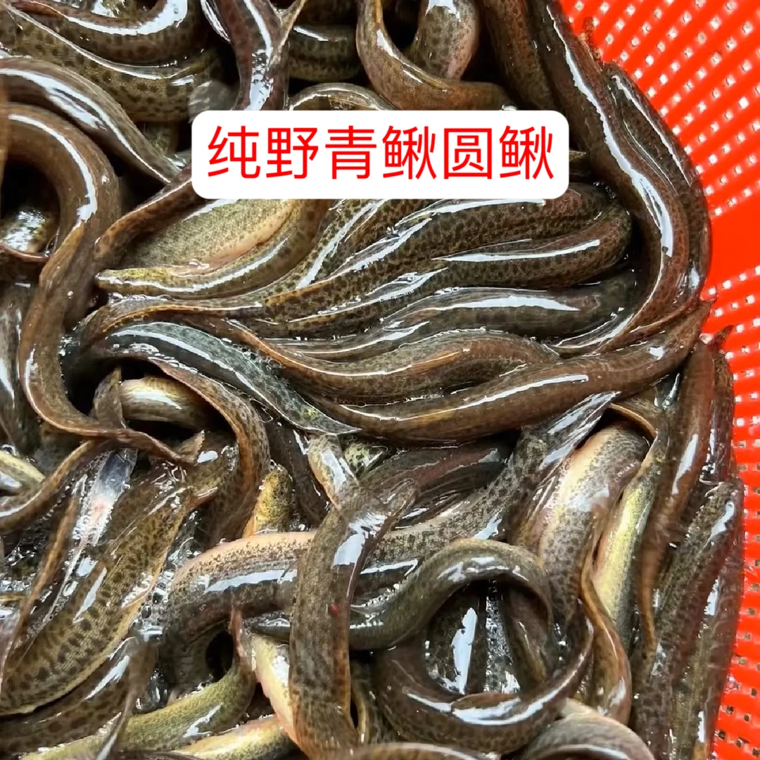 【鲜活】稻田野生泥鳅青鳅圆鳅 水中人参 顺丰发货