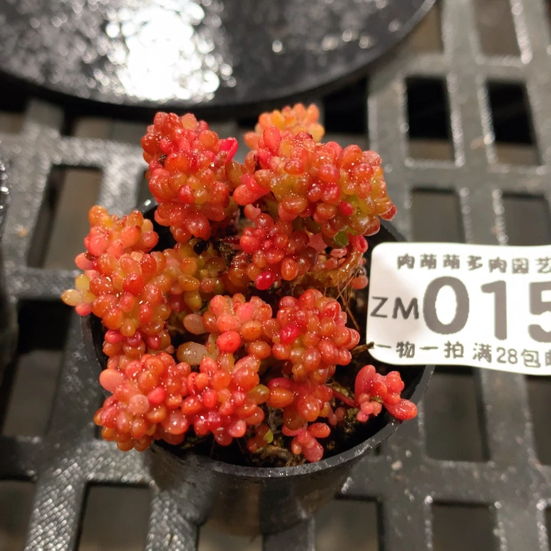 肉萌萌拇指盆精控多肉ZM015