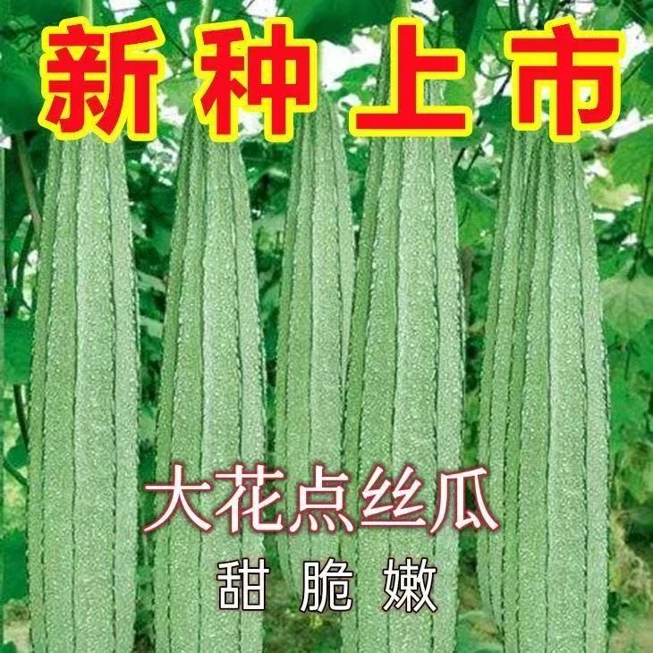 G105大花点丝瓜种子中早熟高产菱角大田春季庭院蔬菜种子