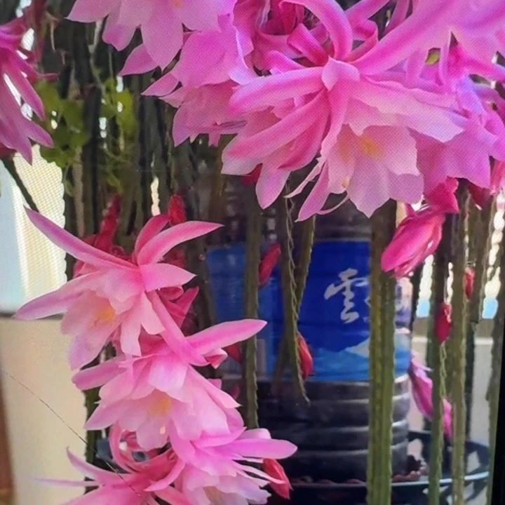 362鼠尾令箭糖果歪6公分左右无根侧牙，20包邮