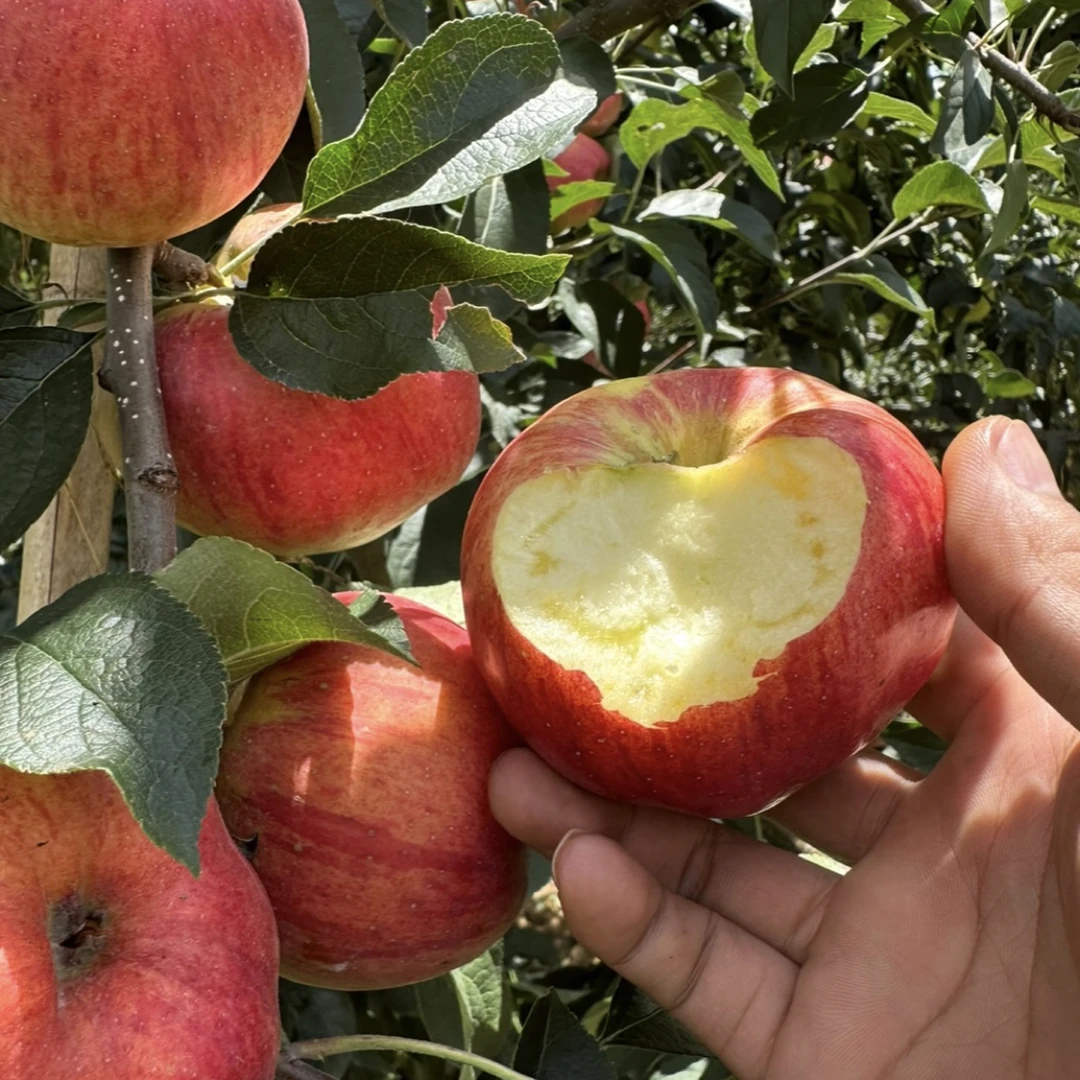 正宗云南昭通红露苹果纯甜无酸香脆多汁现摘现发