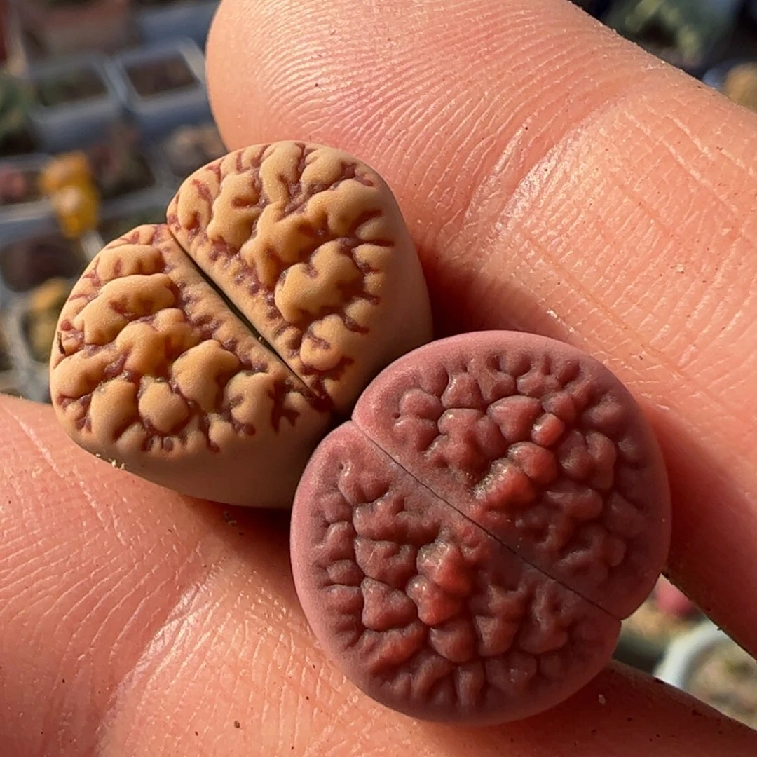 线雀卵➕脑纹富贵多肉植物